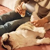 image:imageMRS MEYERS CLEAN DAY Dog Care Kit White Peach and Coconut Leaf  Includes 3in1 Dog Shampoo  White Peach Dog Deodorizing Spritz  White Peach and Pet Stain amp Odor Fighter  Coconut LeafDog