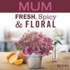 image:imageMRS MEYERS CLEAN DAY Room Spray Snowdrop Scent 8 Fl Oz Bottle  3 PackApple Cider  Mum