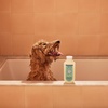 image:imageMRS MEYERS Clean Day 3 in 1 Dog Shampoo White Peach Scent 14ozSweet Chamomile