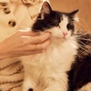 image:imageMRS MEYERS Clean Day Cat Deodorizing Spray Sweet Chamomile Scent 8ozWhite Peach